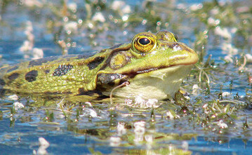 Das im Wasser lange persistente Atrazin macht Frsche
unfruchtbar 