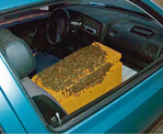 Einen Bienenschwarm transportiert ein Imker problemlos
im Auto