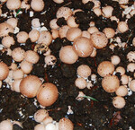 Pilze aus Eigenanzucht