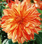 Dahlienkönigin ‘Neo’