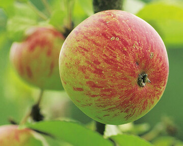 Heimenhofer, eine gute Saft- und Mostapfelsorte