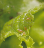 Es lohnt sich, blattlausresistente Salatsorten
anzubauen