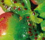 Auch die ansonsten robusten Kiwibeeren werden bereits ab September von der Kirschessigfliege (im Bild die helle Larve) befallen