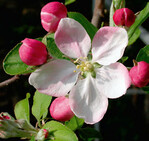 Das neue biologische Feuerbrandmittel
wurde aus Apfelblüten isoliert.