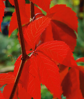 Komplexe Prozesse lsen die Herbstfrbung aus
