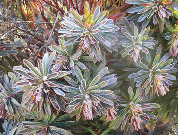 In kalten Mrznchten bildet sich Raureif auf der Palisadenwolfsmilch (<i>Euphorbia characias</i>)
Black Pearl 