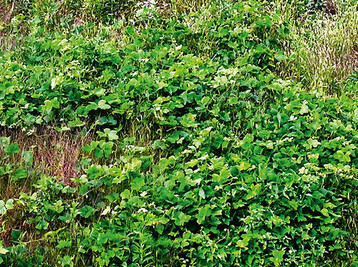 Mit Pueraria berwuchertes Dauergrnland