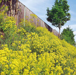 Die Orientalische Zackenschote erobert
rücksichtslos Straßenränder und wertvolle
artenreiche Wiesen