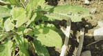 Von <i>Heliothis-peltigera</i>-Raupen befallene Salbeipflanze