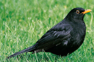 Gartentier des Jahres: Die Amsel