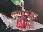Fledermäuse gehen an vielen tropischen Pflanzen auf Nahrungssuche und bestäuben dabei automatisch die Blüten.