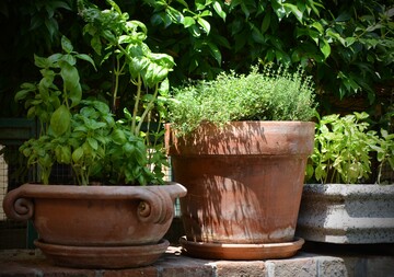 Mediterranes Flair mit heimischen Pflanzen in den Garten holen
