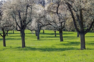Fr den Tag der Streuobstwiese werden noch Gastgeberinnen und Gastgeber gesucht.
