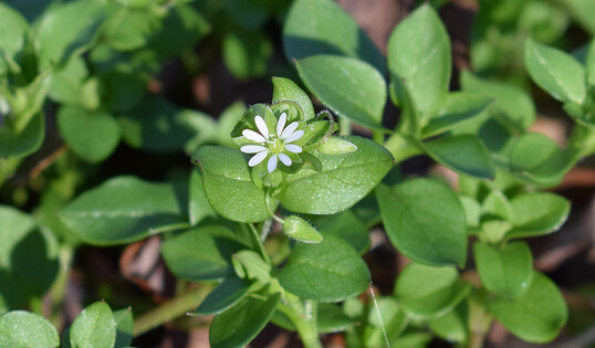Vogelmiere (Stellaria media)