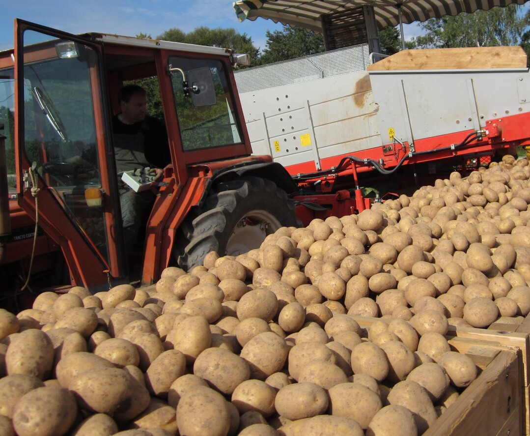 Hitze und Trockenheit führten zu Ernteeinbußen bei Kartoffeln.