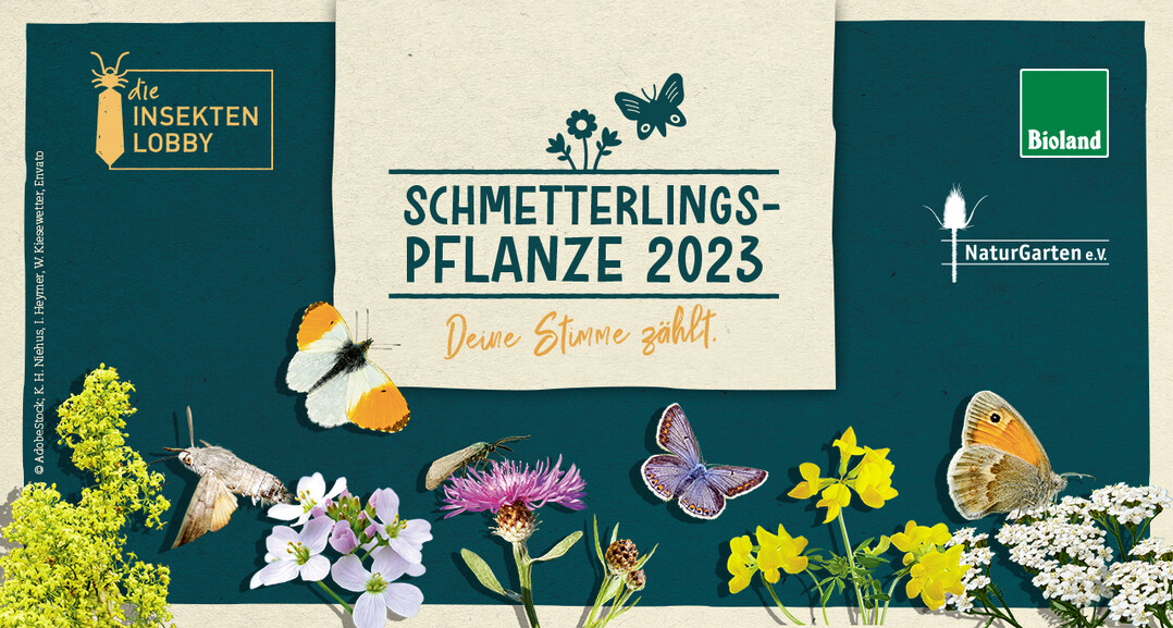 Bioland und NaturGarten rufen zur Wahl der Schmetterlingspflanze des Jahres 2023 auf.