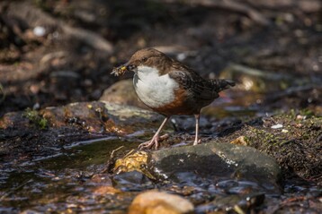 Wasseramseln tauchen in Bchen und Flssen nach Wasserinsekten