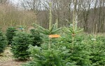 5 Baumarten sind in Deutschland die Favoriten für Weihnachtsbäume.