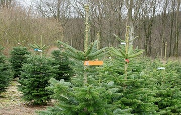 5 Baumarten sind in Deutschland die Favoriten fr Weihnachtsbume.