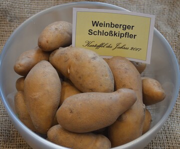 Hrnchenfrmig, gelb und festkochend: Die alte Sorte "Weinberger Schlokipfler"
