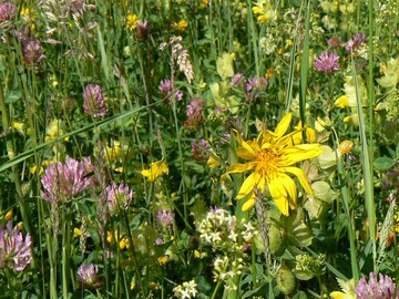 Heimische Pflanzenarten sind besonders ntzlich fr Insekten