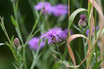 ber 40 Schmetterlingsarten und 95 Wildbienenarten nutzen die Wiesenflockenblume als Nektarpflanze.