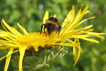 Ungefllte Blten bieten Honig- und Wildbienen reichlich Nahrung