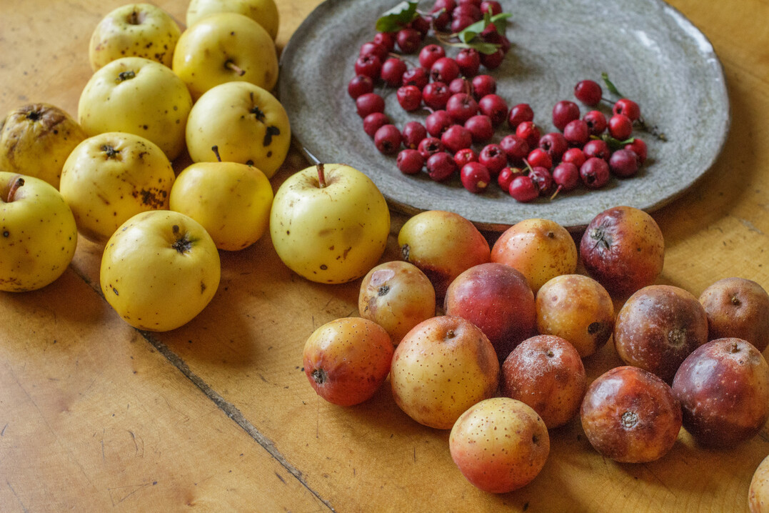 Versierte Baumschuler bringen Ihnen am 18. August weniger bekannte Obstgehölze näher
