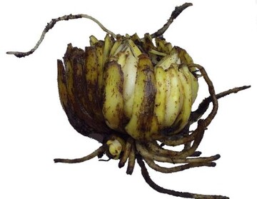 Lilienzwiebel mit Zwiebelschuppen (Foto: commons wikimedia / Denis Barthel)