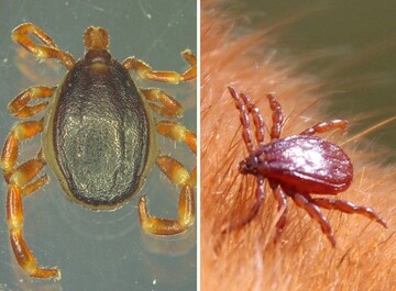 Hyalomma (links) und Braune Hundezecke (rechts)