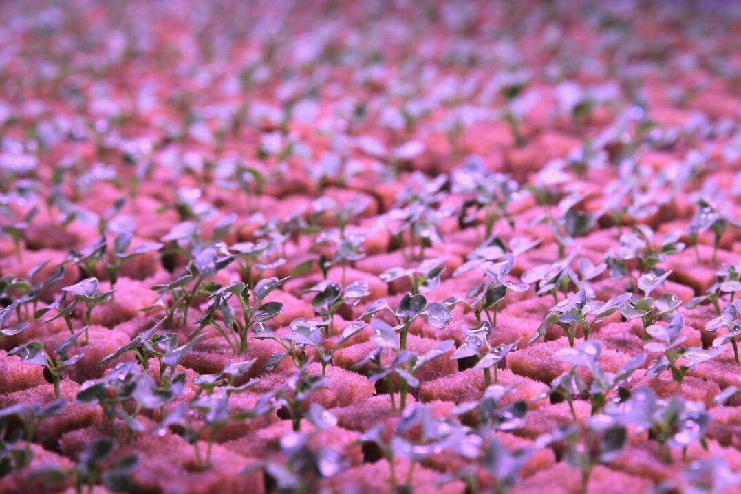 Keimlinge in einer Indoorfarm.