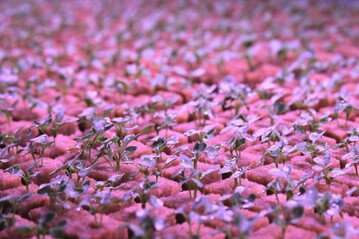 Keimlinge in einer Indoorfarm.